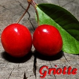 Griotte