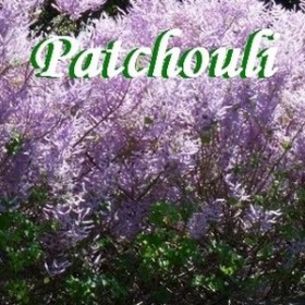 Patchouli