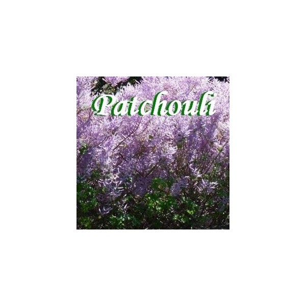 Patchouli