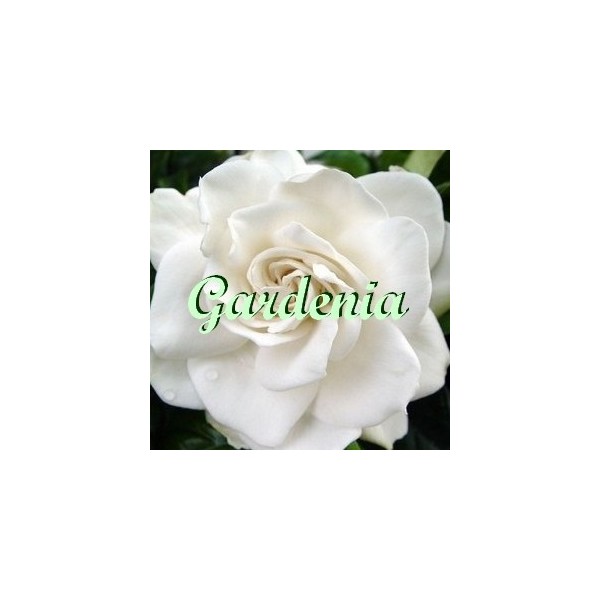 Gardenia