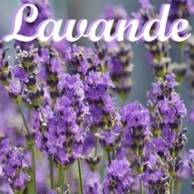 Lavande