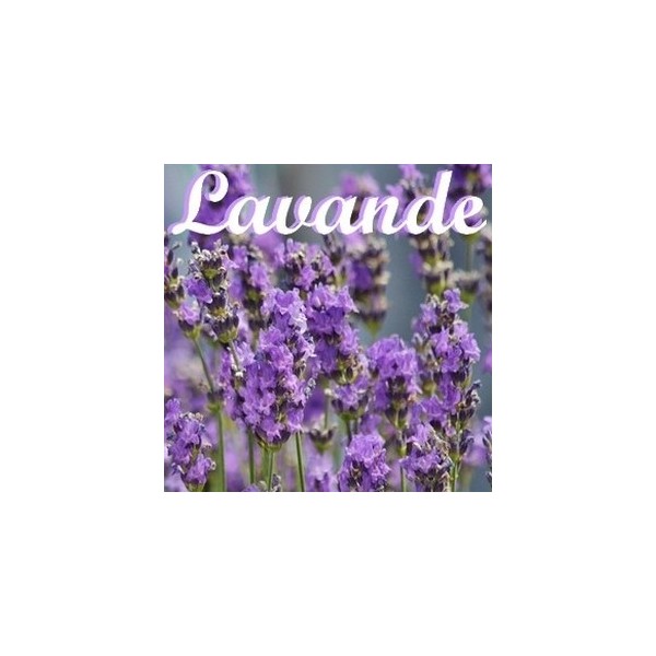 Lavande