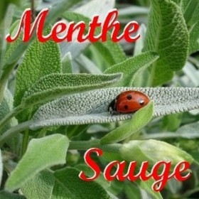 Menthe Sauge