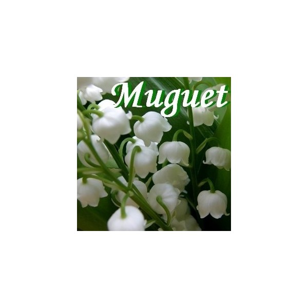 Muguet