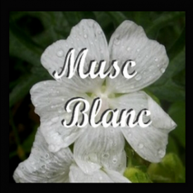 Musc Blanc