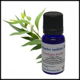 Huile essentielle d'Eucalyptus Radiata Bio