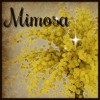 Mimosa