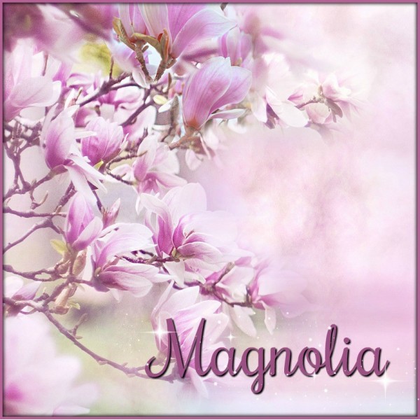 Magnolia 250ml précommande